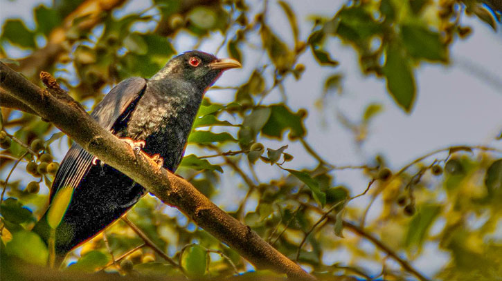 পুরুষ কোকিল