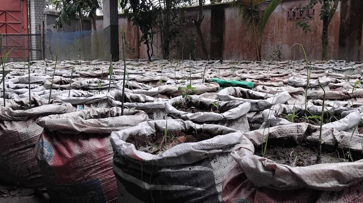 জুয়েল আহমেদের চাষ করা আদা।