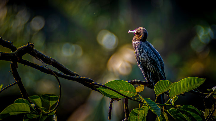 পানকৌড়ি