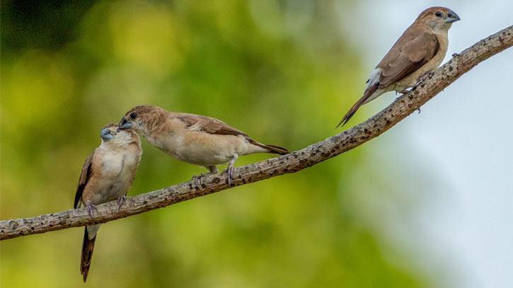 দেশি চাঁদি ঠোট মুনিয়া