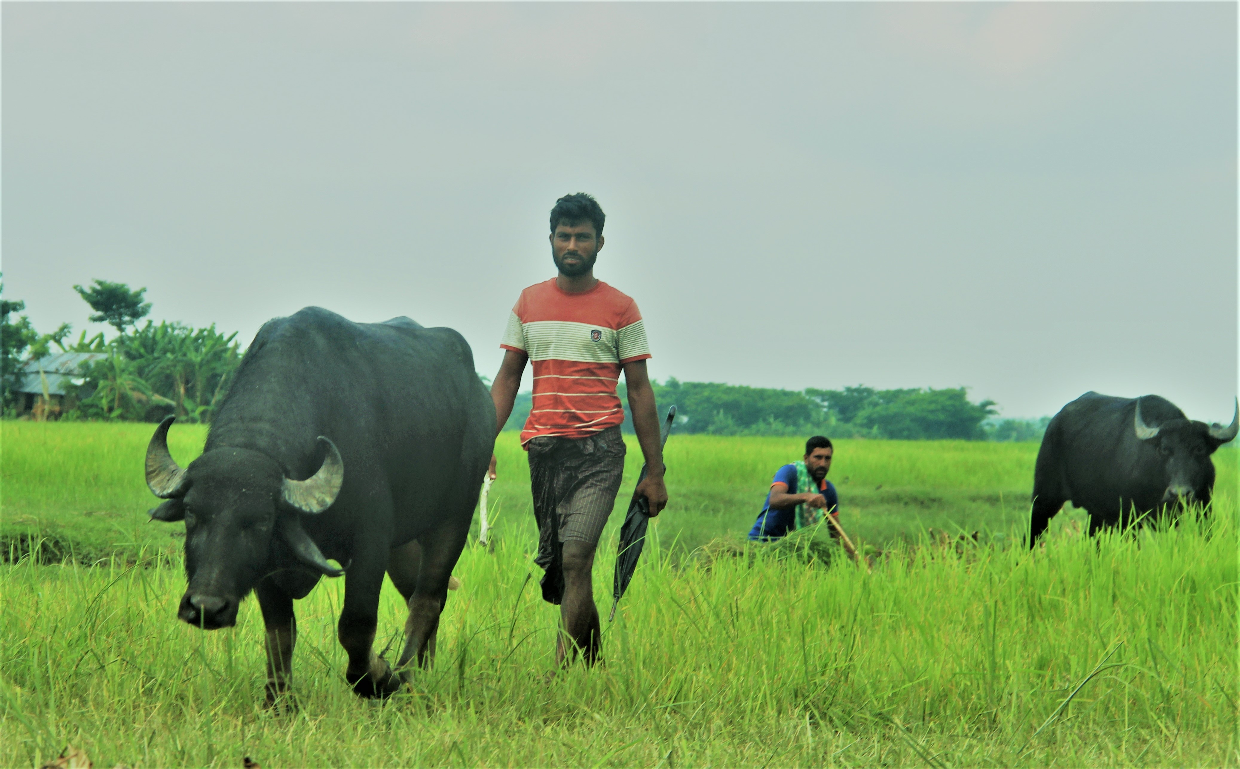 মুররাহ জাতের ষাড় মহিষ