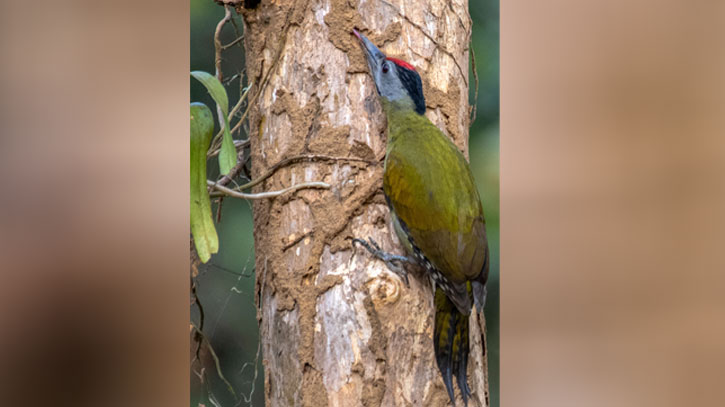 ইউরেশিয় সবুজ কাঠঠোকরা