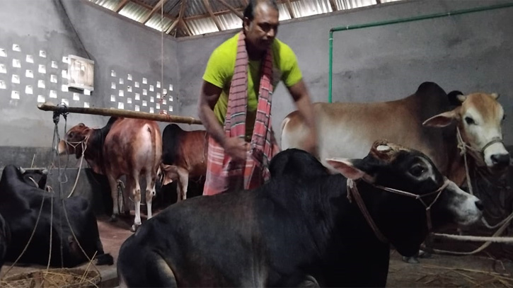 নিজের খামারের গরু পরিচর্যা করছেন জুয়েল আহমেদ।