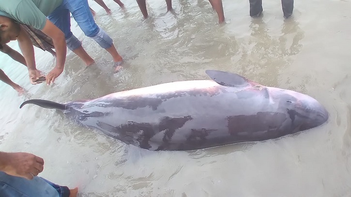 সৈকতে আটকা পড়া বামন কোগিয়া তিমিকে সমুদ্রে ফিরিয়ে দেওয়ার চেষ্টা (ছবি: আসাদুজ্জামান মিরাজ)