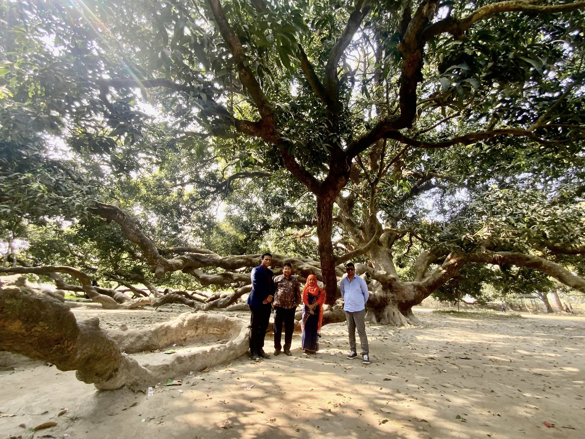 প্রতিদিন ১০০-১২০ দর্শনার্থী যায় আম গাছ দেখতে