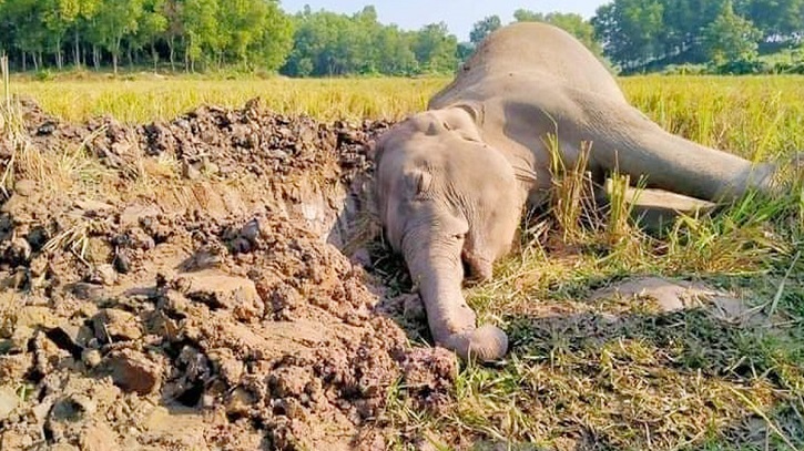 শেরপুরে বন্যহাতির মৃতদেহ উদ্ধার