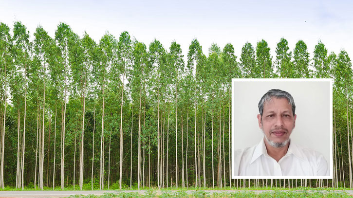 আকাশমণি ও ইউক্যালিপ্টাস কি সত্যিই খারাপ গাছ? আকাশমণি ও ইউক্যালিপ্টাস কি সত্যিই খারাপ গাছ?
