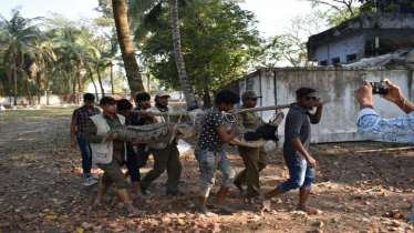 সুন্দরবন ইকোপার্ক থেকে কুমির, বানরসহ ১৪টি বন্যপ্রাণী জব্দ