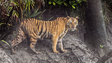 সুন্দরবনের বাঘ-হরিণের সংখ্যা প্রকাশ করলেন মন্ত্রী