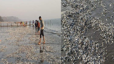 কক্সবাজার সৈকতে লাখ লাখ মৃত মাছ উঠে আসার খবরে যা বলছে মৎস্য বিভাগ