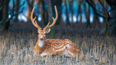 মোংলায় লোকালয় থেকে চিত্রা হরিণ উদ্ধার