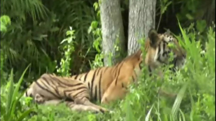 সুন্দরবনে বাঘের হামলায় মৌয়াল নিহত