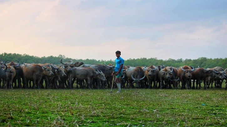 উপকূলীয় চরাঞ্চলের কালো সোনা এবং অবিবেচিত কিছু সমস্যা