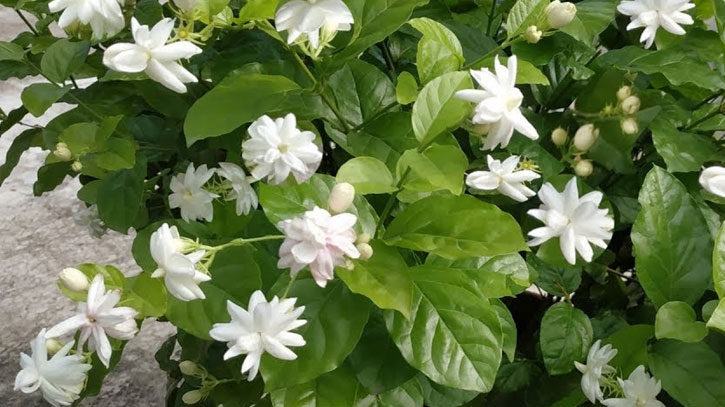 ত্বকের যত্নে বেলি ফুল ত্বকের যত্নে বেলি ফুল