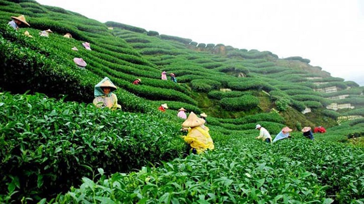 চা উৎপাদনে রেকর্ড বাংলাদেশের