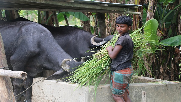 মহিষের মাংসের সম্ভাবনা, সমস্যা ও করণীয়