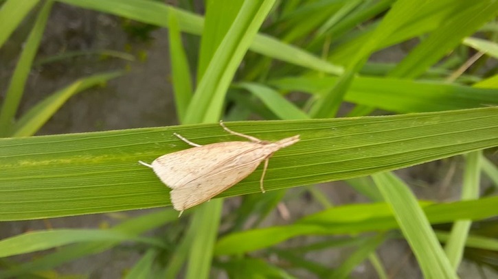 কীটনাশকেও দমছে না ধানের মাজরা ও পাতা মোড়ানো পোকা