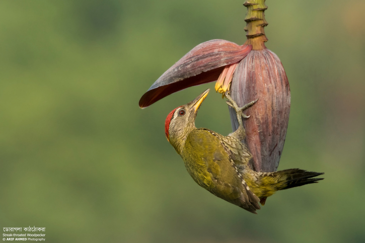 হরেক রকম পাখি