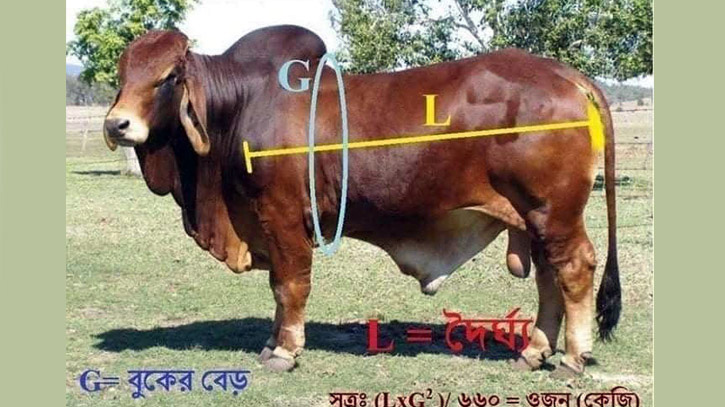 হাটেই ফিতা দিয়ে মাপা যাবে পশুর ওজন, জেনে নিন নিয়ম হাটেই ফিতা দিয়ে মাপা যাবে পশুর ওজন, জেনে নিন নিয়ম