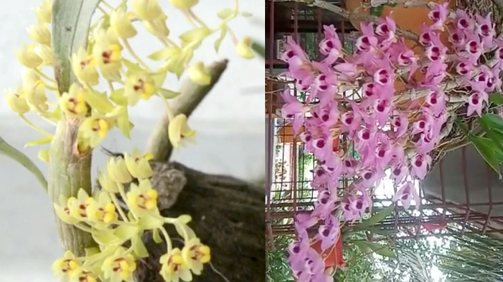 খাগড়াছড়ির অর্কিডপ্রেমী সাথোয়াই মারমা ও ভবেশ মিত্র চাকমার গল্প খাগড়াছড়ির অর্কিডপ্রেমী সাথোয়াই মারমা ও ভবেশ মিত্র চাকমার গল্প