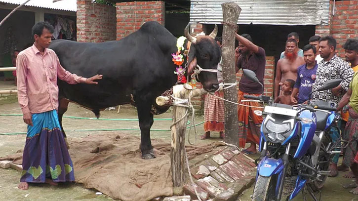 ভাইরাল হওয়া কোরবানির সেরা দশ গরু