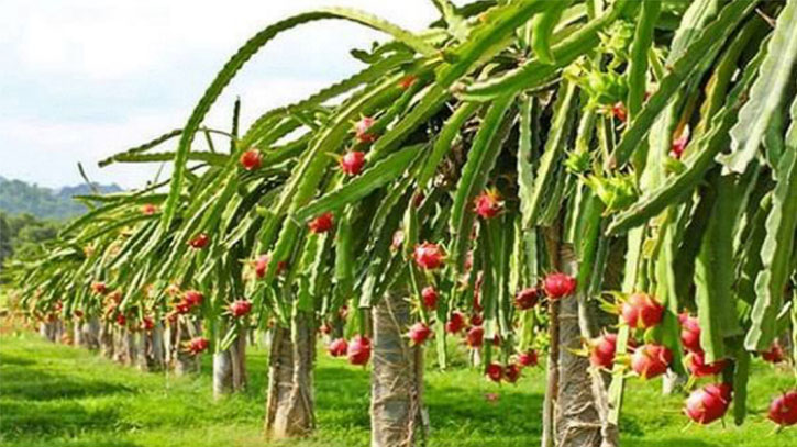 নীলফামারীতে ড্রাগন ফল চাষে সফলতা নীলফামারীতে ড্রাগন ফল চাষে সফলতা