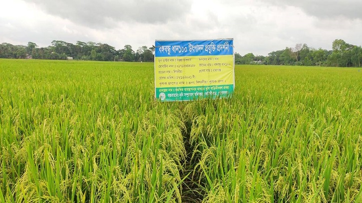 ব্রি’র দাবি, মেধাবি প্রজন্ম গড়বে নতুন উদ্ভাবিত বঙ্গবন্ধু ধান-১০০