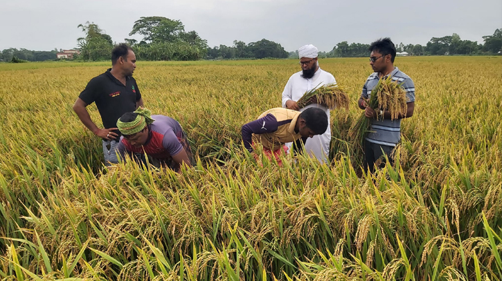 ৩ জেলায় রেকর্ড ফলন; ব্রি হাইব্রিড ধানে খাদ্য নিরাপত্তার ইঙ্গিত