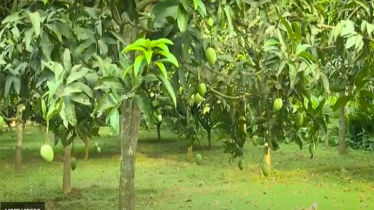 মধ্য জুনে বাজারে উঠবে উত্তরের হাঁড়িভাঙা