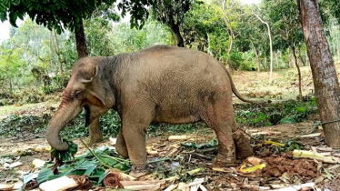 বন্য হাতির বাচ্চা আটকে রাখায় শেরপুরে গ্রেফতার ২