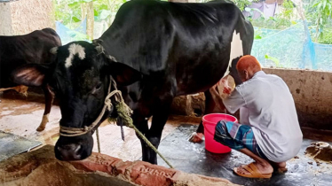 বাচ্চা প্রসব করেনি তবু ৬ লিটার দুধ দিচ্ছে গরু