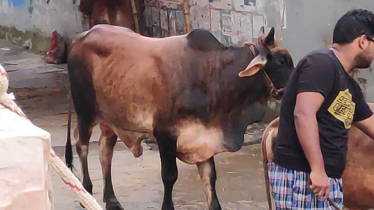 জবাইয়ের সময় কোরবানিদাতার নাম না নিলে কী কোরবানি হবে?