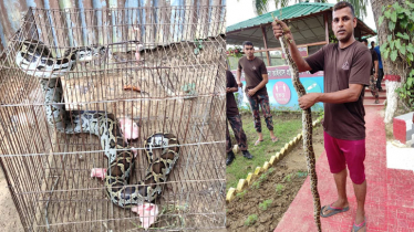 বিজিবি’র ক্যাম্প থেকে অজগর সাপ উদ্ধার