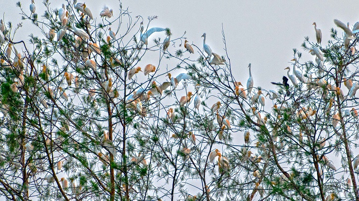 স্বর্গের সৌন্দর্যের প্রতীক এসব পাখিরা