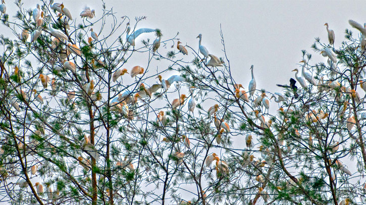 বাংলাদেশের পাখি