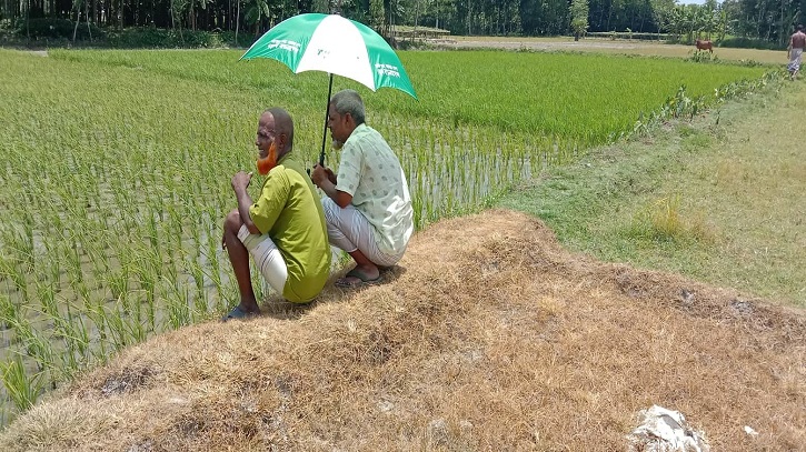 মান্দায় রাসায়নিক সারের সংকট