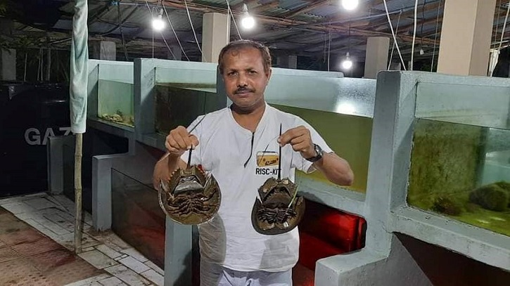 আজ আন্তর্জাতিক হর্সসু ক্র্যাব দিবস আজ আন্তর্জাতিক হর্সসু ক্র্যাব দিবস