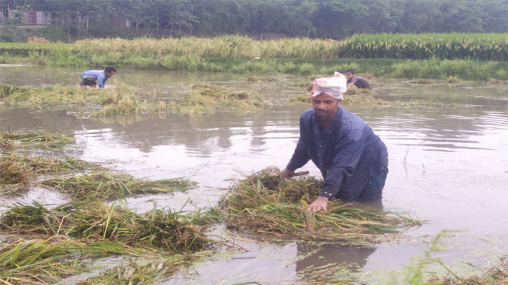 কুড়িগ্রামে ৫ ঘণ্টায় ১২৬ মিলিমিটার বৃষ্টি, ডুবে গেছে ফসল কুড়িগ্রামে ৫ ঘণ্টায় ১২৬ মিলিমিটার বৃষ্টি, ডুবে গেছে ফসল