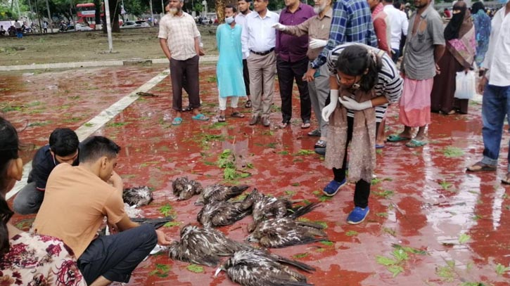 রাজধানীর বিভিন্ন স্থান থেকে অসংখ্য চিল-পাখি-কাক উদ্ধার