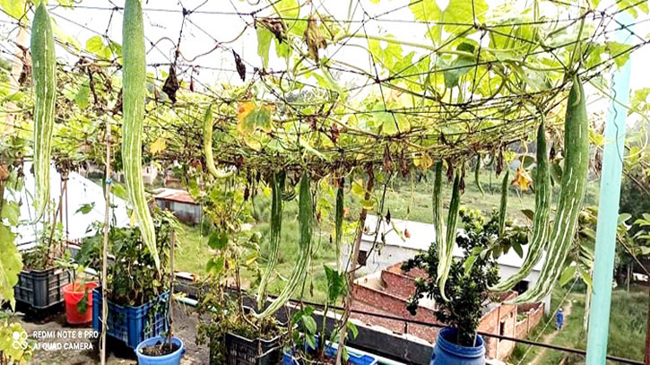 কারখানার ছাদে গড়ে তোলা ছাদবাগানে মিটছে শ্রমিকদের চাহিদা কারখানার ছাদে গড়ে তোলা ছাদবাগানে মিটছে শ্রমিকদের চাহিদা