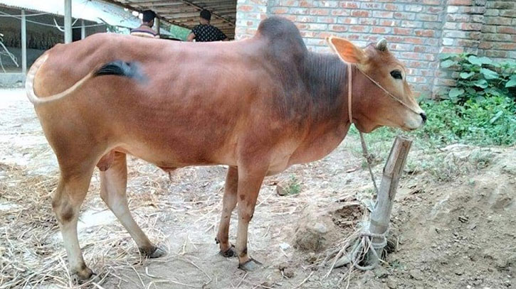 লাখ টাকা মূল্যের দুটি গরু হারিয়ে দিশেহারা কৃষক লাখ টাকা মূল্যের দুটি গরু হারিয়ে দিশেহারা কৃষক