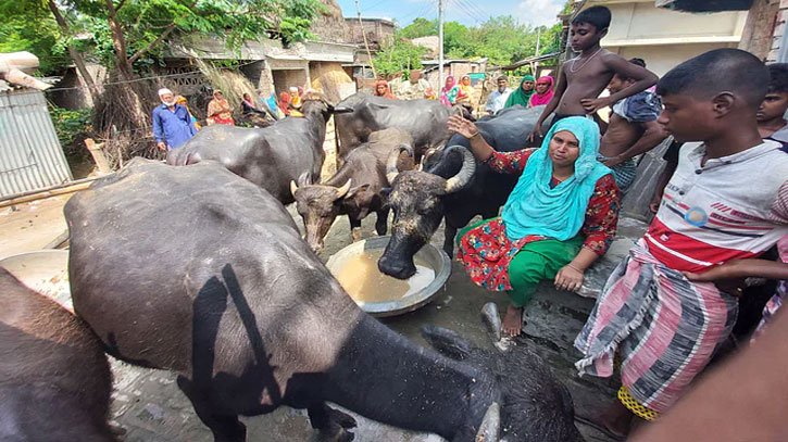 নিজের পালন করা সন্তানতুল্য মহিষগুলো নিলামে কিনতে হলো সেন্টুকে