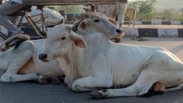 গরুকে ধর্ষণের অভিযোগে যুবক গ্রেফতার