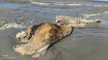 এবার কুয়াকাটায় উঠে এলো মৃত তিমি 