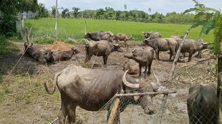 মিয়ানমার থেকে এবার এলো মহিষের পাল