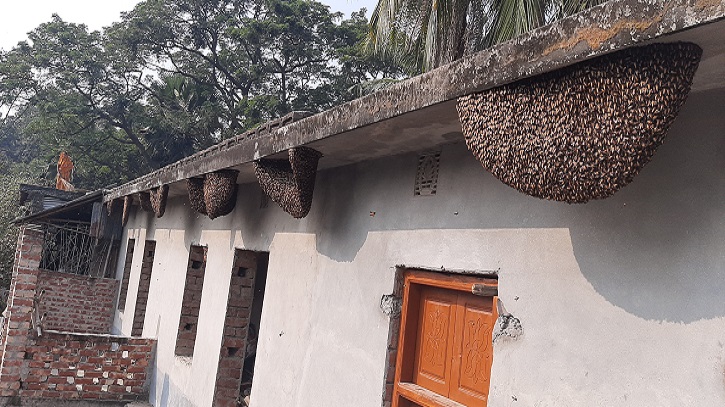 মৌচাকে ভাগ্য ফিরেছে নওগাঁর শতাধিক পরিবারের মৌচাকে ভাগ্য ফিরেছে নওগাঁর শতাধিক পরিবারের