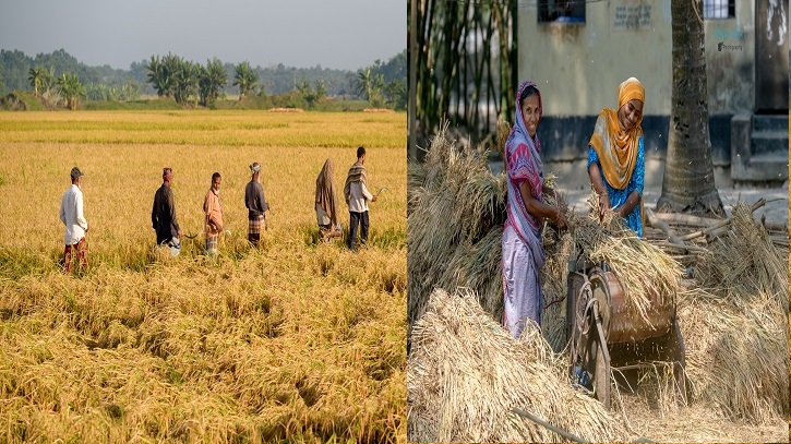 ধান কাটার উৎসব ধান কাটার উৎসব