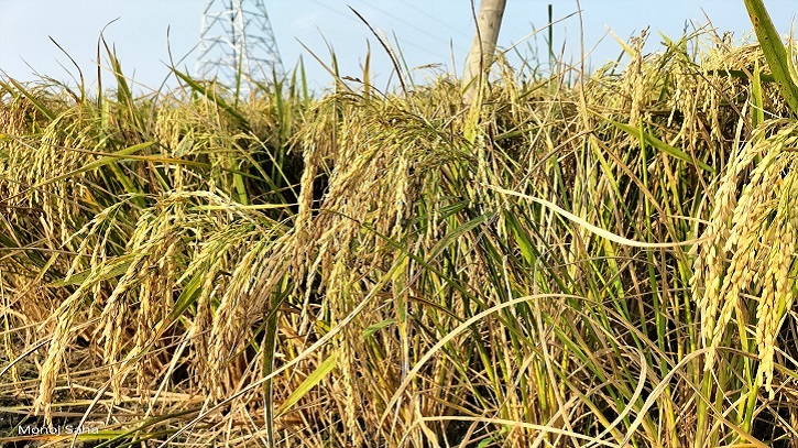 গোপালগঞ্জে ব্রি ধান ১০১ জাতের উচ্চ ফলন