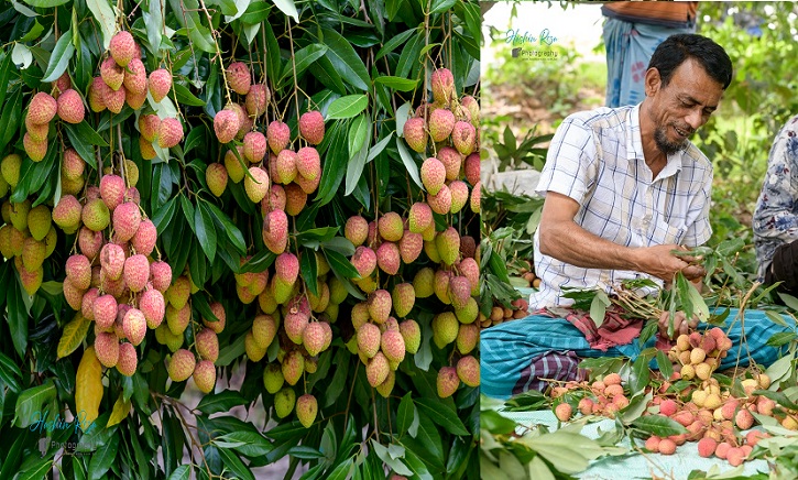 মধুগ্রামের মিষ্টি লিচু মধুগ্রামের মিষ্টি লিচু