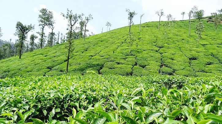 প্রকৃতির পুরো রূপ ঢেলে সাজানো রামগড় চা বাগান